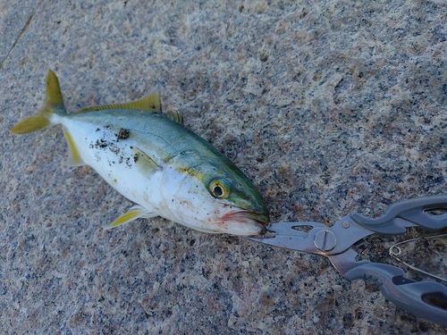 ツバスの釣果