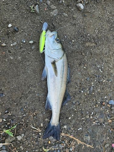 フッコ（マルスズキ）の釣果