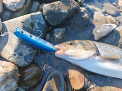 ウグイの釣果