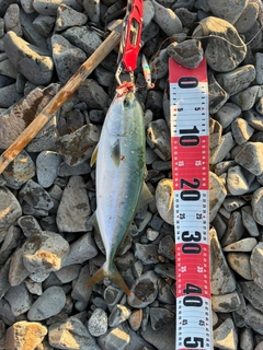 ヤズの釣果