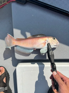 シロアマダイの釣果