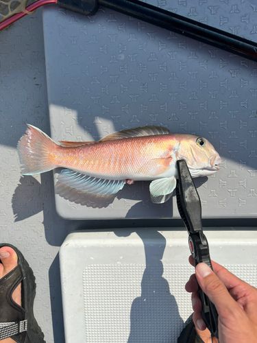 シロアマダイの釣果