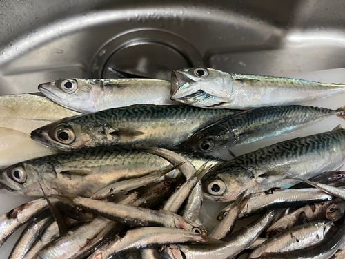 マサバの釣果