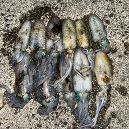 アオリイカ