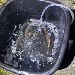 ニホンウナギ
