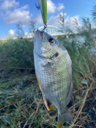 キビレの釣果