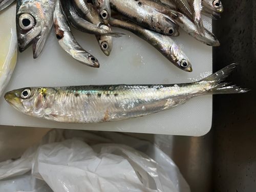 マイワシの釣果