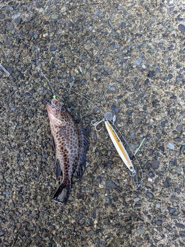 オオモンハタの釣果