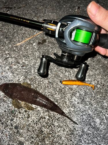 マゴチの釣果