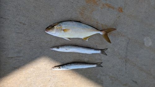 ショゴの釣果