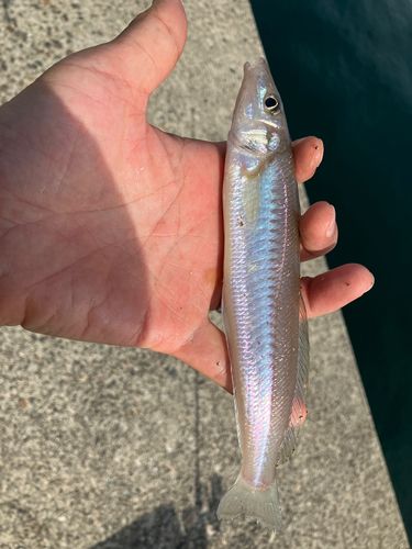 有磯海