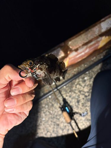 ムラソイの釣果