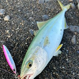 ワカシ