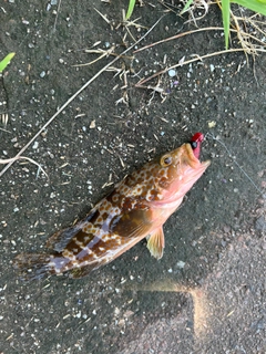 キジハタの釣果