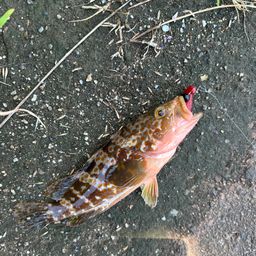 キジハタ