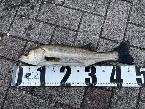 フッコ（マルスズキ）の釣果