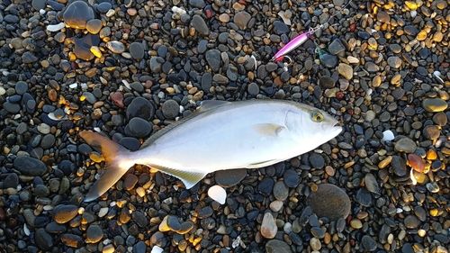 ショゴの釣果