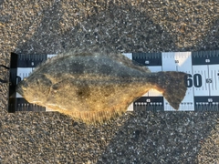 ヒラメの釣果