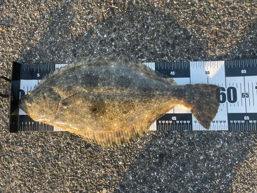 ヒラメの釣果