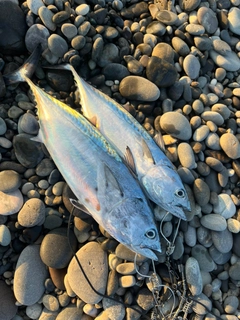 ヤイトの釣果