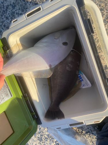 ウスバハギの釣果