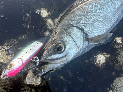 ヒラスズキの釣果