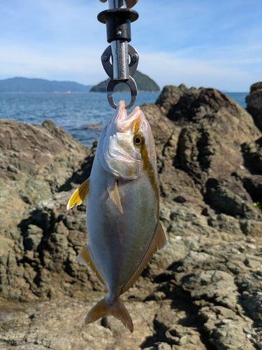 臼杵湾