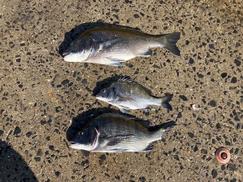 チヌの釣果