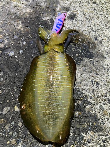 アオリイカの釣果