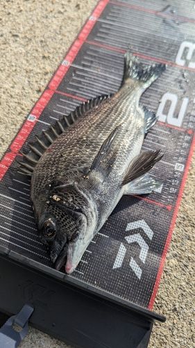 チヌの釣果