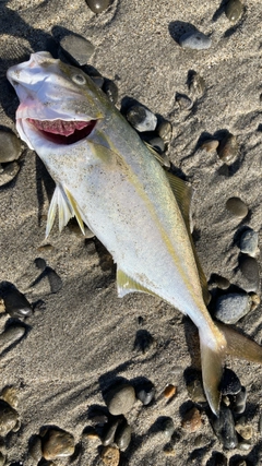 ショゴの釣果