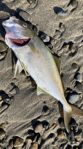 ショゴの釣果