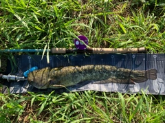 ナマズの釣果