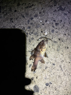 イシモチの釣果