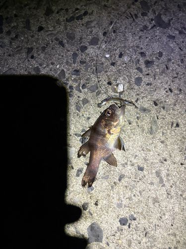 イシモチの釣果