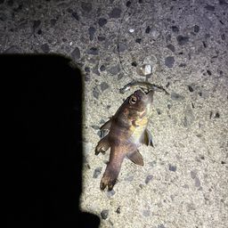 イシモチ