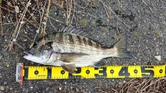 チヌの釣果