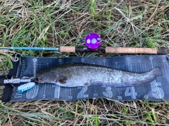ナマズの釣果