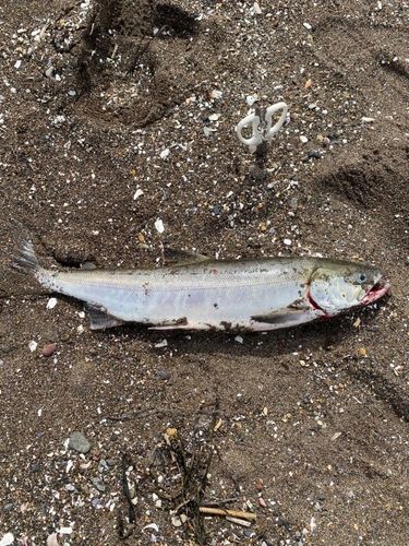 アキアジの釣果