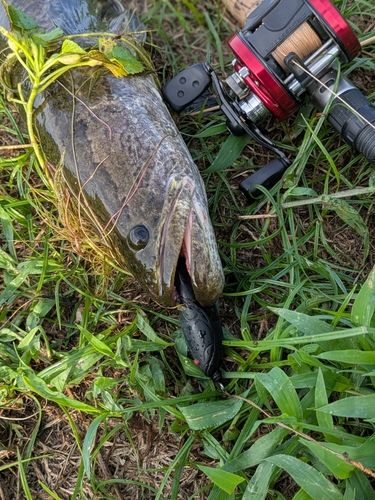 ライギョの釣果
