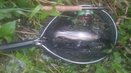 ニジマスの釣果