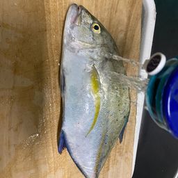 カスミアジ