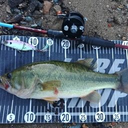 ラージマウスバス