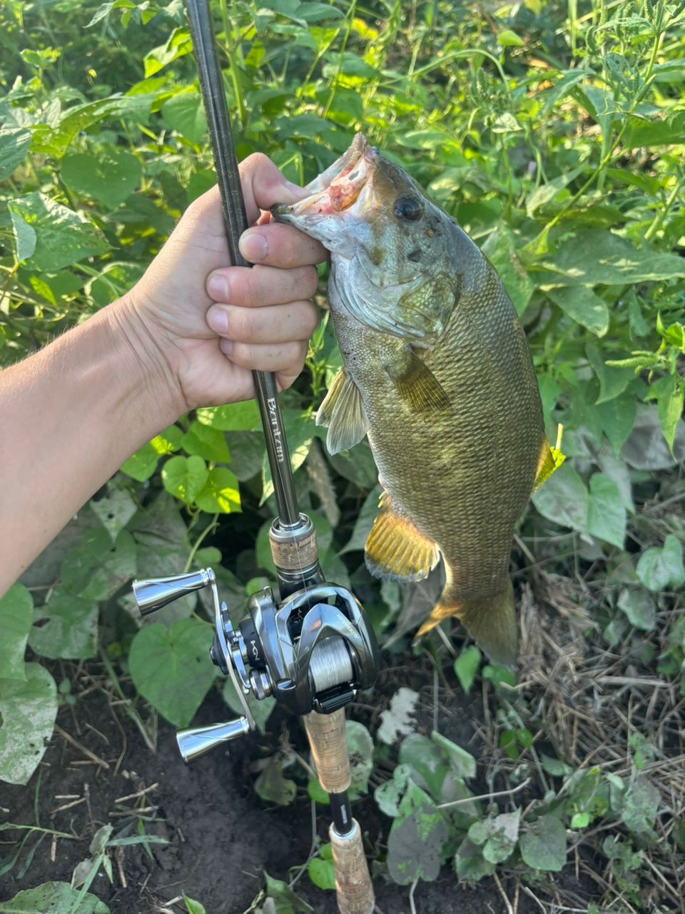 スモールマウスバス