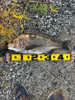 チヌの釣果