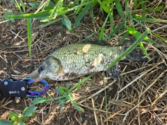 フナの釣果