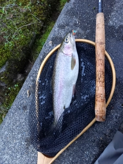 ニジマスの釣果