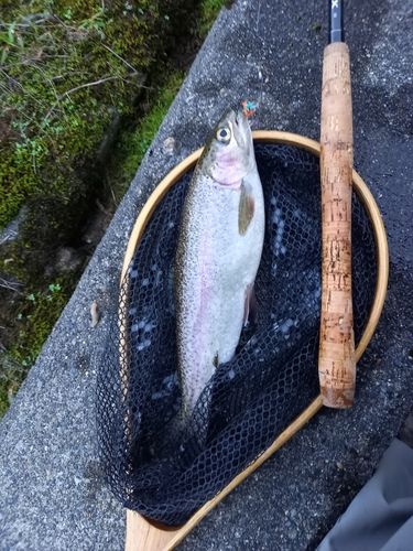 ニジマスの釣果