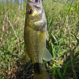 ラージマウスバス