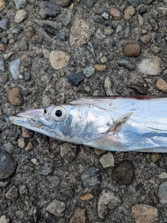 タチウオの釣果